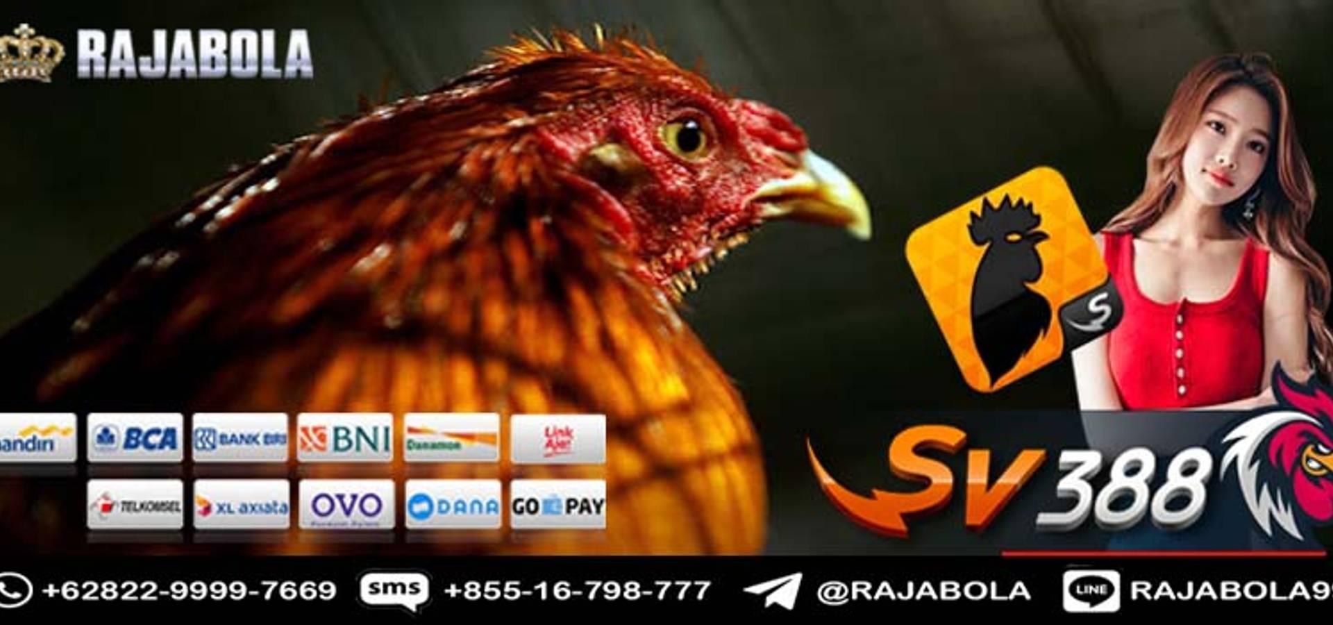 Situs Judi Ayam Terbaik dan Terpercaya di Indonesia